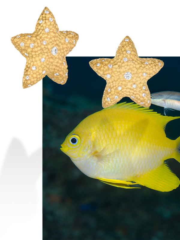 fish-starfish