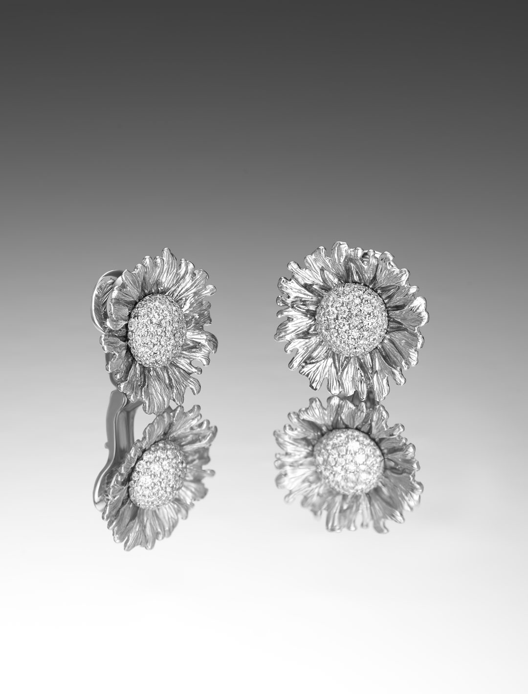 Bachelor-Button-WG-WD-ER